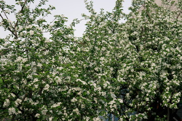 Fototapeta na wymiar spring bloom. Blooming Apple tree.
