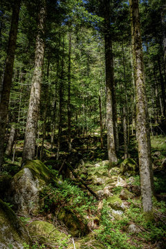 Calm and mystical forest © Lightonjo