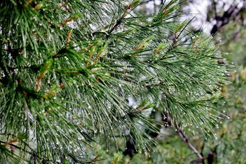 spruce green branch with cones and water drops after rain
