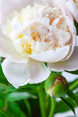 Peony flower. Close-up. Floral background for postcard, lettering, painting, wedding card, banner, flower shop