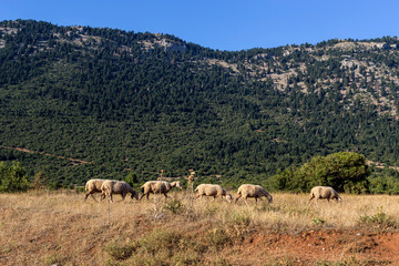 Fototapeta premium Herd of sheep grazing on a mountain meadow