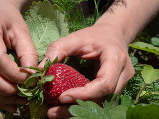 Naklejka na ściany i meble Natural product environmentally friendly strawberries growing in the garden. European woman harvests large ripe red strawberries on a Sunny summer day. Close up.