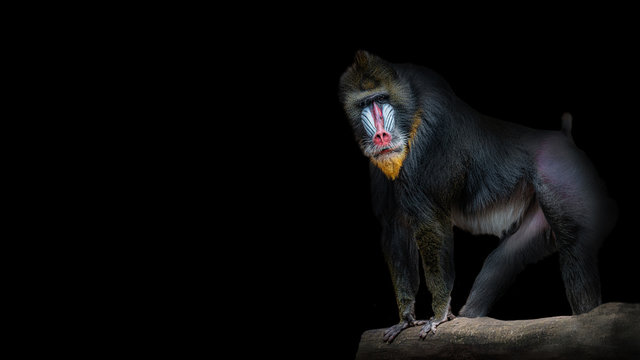 Portrait of big colorful and curious African mandrill, an alpha male at black background