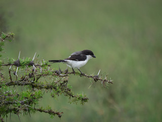 Fiscal Shrike, Long-Tail Fiscal Shrike (Lanius cabanisi), Nairobi National Park