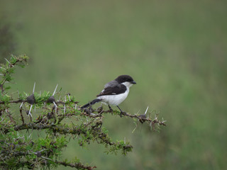 Fiscal Shrike, Long-Tail Fiscal Shrike (Lanius cabanisi), Nairobi National Park