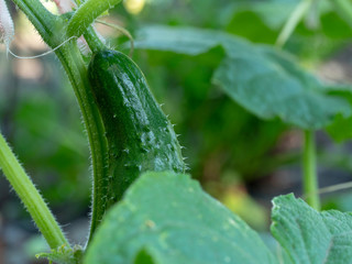 Cucumbers grow in the garden. In the garden grew cucumbers environmentally friendly product