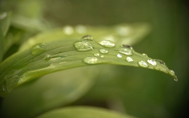 goutte d'eau isolé sur feuille verte ,rosée ,en gros plan