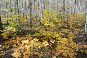 Autumn in the birch forest, beautiful landscape