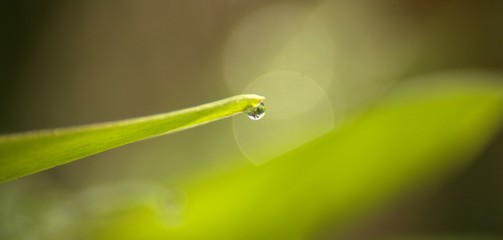goutte d'eau isolé sur feuille verte ,rosée ,en gros plan