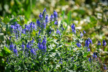Blue wild flowers in summer sunny day. Green background.