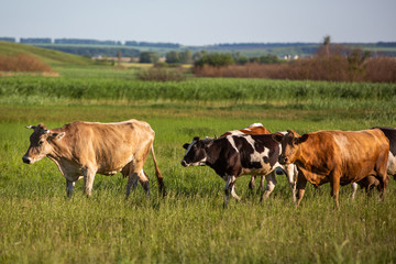 Cows graze in the meadow. Agriculture, rural landscape. Summer sunny day.