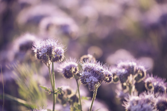 Phacelia - Sommer