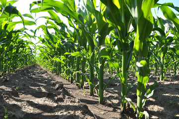 Young corn using herbicides is protected from weeds