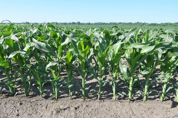 Young corn using herbicides is protected from weeds