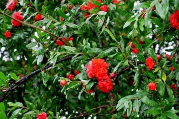 pomegranate tree blooms with red and pink flowers