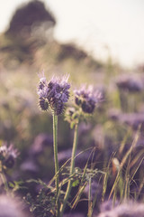 Phacelia - Sommer