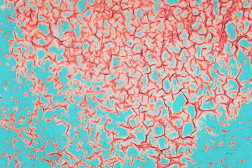 Old grungy cracked blue weathered wall paint peeling off rusted coral metal sheet. Textured trendy background for posters and bloggers