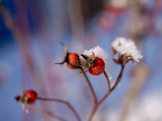 Rosehip berries, snow-covered, winter. The branch of wild rose covered with snow landscape