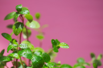 Green foliage with water drops on background in coral  color. Soft focus.