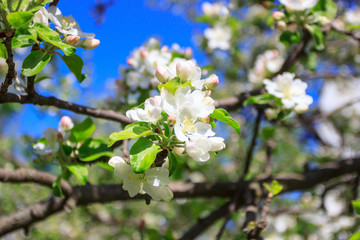 Obraz na płótnie Canvas A branch of Apple tree with blossom blurred background