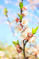 A branch of fruit tree with blossom, blurred background