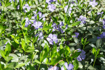 Background from violet periwinkle, blurred background