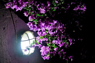 beautiful little purple flowers in the dark, lit by a lamp