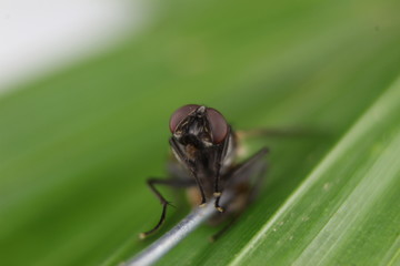 Macro