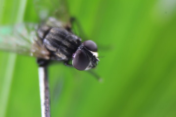 Macro