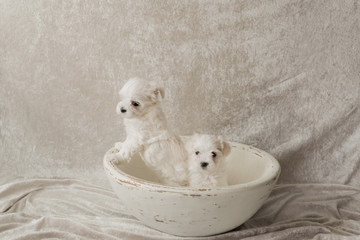 Maltese white puppies