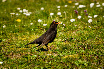 blackbird in the grass