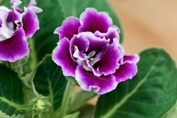 Pink and white flower of a Gloxinia