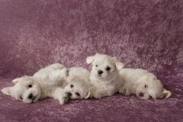 Maltese white puppies