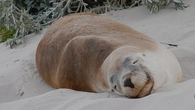 Cute Australian sea lion chilling