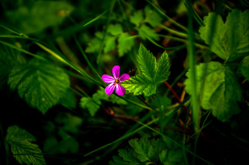 flower in the garden