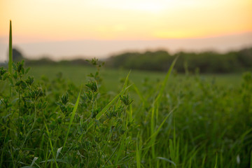 Fototapeta na wymiar Grass field landscape at sunrise. Nature background