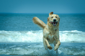 dog on the beach