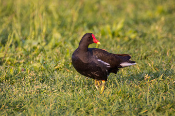 Portrait of bird in nature