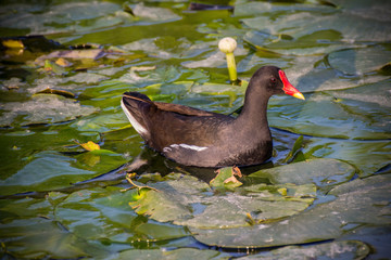 Portrait of bird in nature