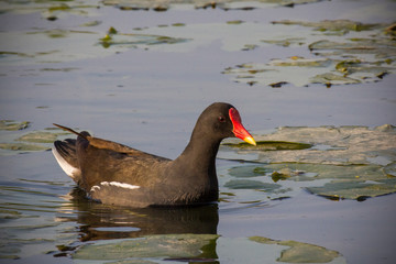 Portrait of bird in nature