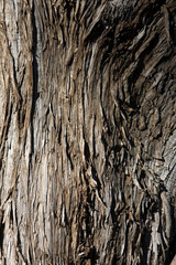 Obraz premium bark of a tree