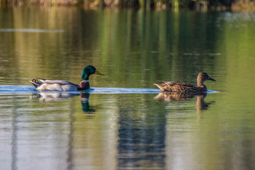 Portrait of bird in nature