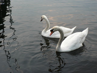 Portrait of bird in nature