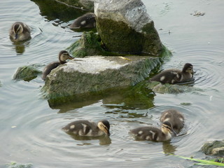 Portrait of bird in nature