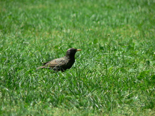 Portrait of bird in nature