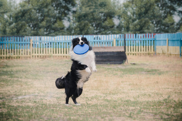 Naklejka na ściany i meble Dog frisbee sport competition
