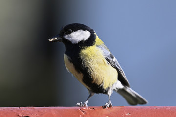Great tit with food in its beak on top of fence gate.
