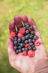 eine Handvoll mit selbst gepflückten Blaubeeren und Himbeeren. Finger vom Pflücken eingefärbt