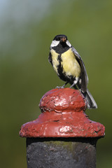 Great tit with food in beak on pillar.