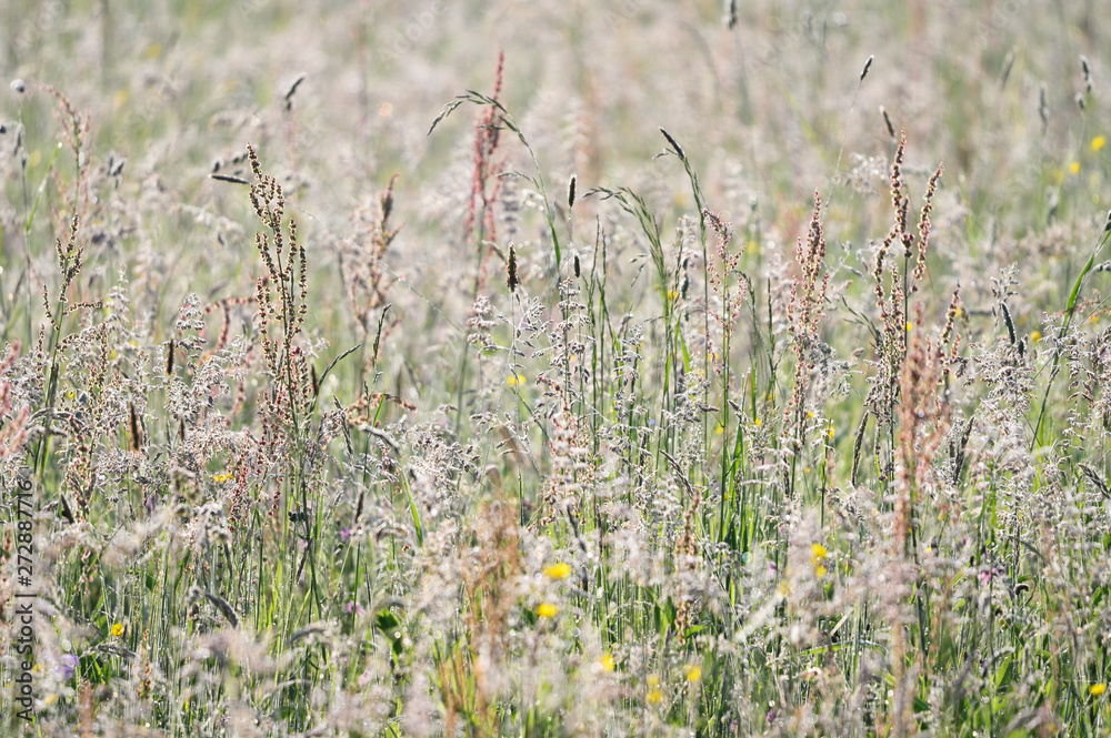 Sticker morning dew on high grass in meadow.